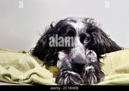 spaniel triste regardant la caméra avec sa tête reposant sur ses pattes Banque D'Images