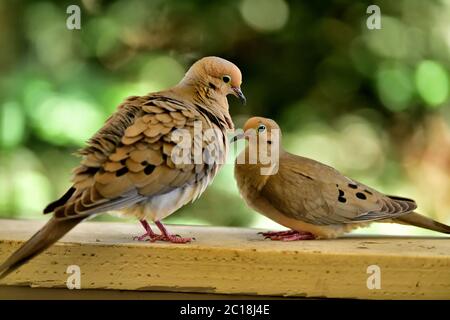 Une paire de Mourning Dove aka Zenaida macroura ayant quelques moments intimes Banque D'Images