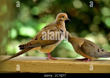 Une paire de Mourning Dove aka Zenaida macroura ayant quelques moments intimes Banque D'Images