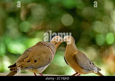 Une paire de Mourning Dove aka Zenaida macroura ayant quelques moments intimes Banque D'Images