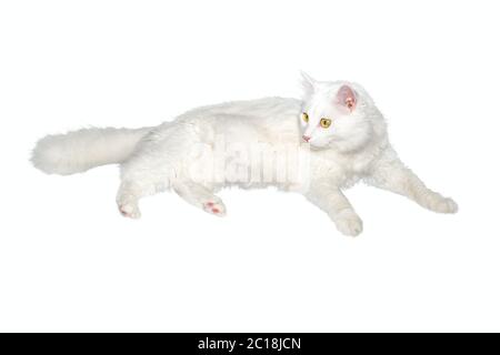 Un chat maison blanc d'un an, doux et blanc, se pose sur un fond blanc isolé Banque D'Images