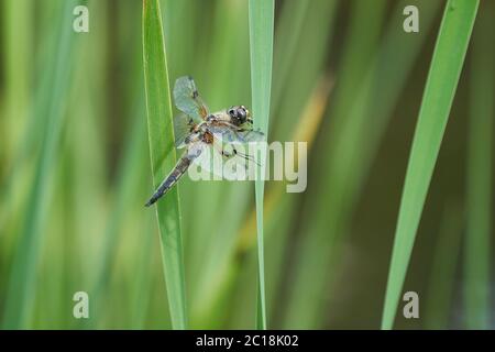 Jaune foncé à ailes sympetrum flaveolum vert libellule Banque D'Images