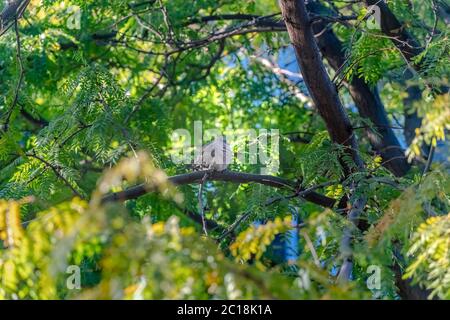 Petite colombe grise ou pigeon perché dans un arbre vert Banque D'Images
