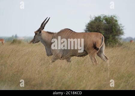 Terre commune Taurotragus oryx également connu sous le nom de pays du sud ou antilope de terre dans la savane et les plaines de l'Afrique de l'est Banque D'Images