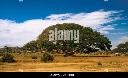 Le Heroic Ficus Daaro Sycamore, Segheneyti, symbole de l'Érythrée Banque D'Images