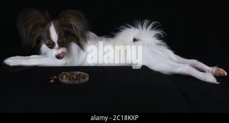 Magnifique petit chien continental Toy Spaniel papillon lickens à la vue de la nourriture sèche sur fond noir Banque D'Images