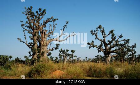 Forêt de baobab, Sénégal Banque D'Images