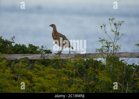 Pheasant Phasianus Phasianidae Walden Sea Hens Portrait Banque D'Images