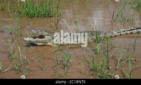 Le crocodile du Nil qui baille dans le lac de Chamo, en Éthiopie Banque D'Images