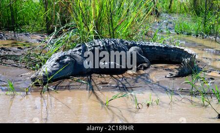 Le crocodile du Nil dans le lac Chamo, le parc national de Nechisar, Ethiopie Banque D'Images