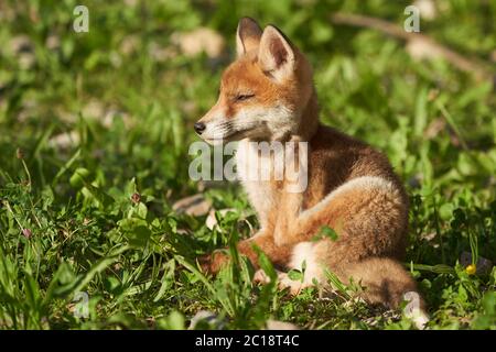 Portrait de renard rouge Vulpes Vulpes soir Soleil Banque D'Images