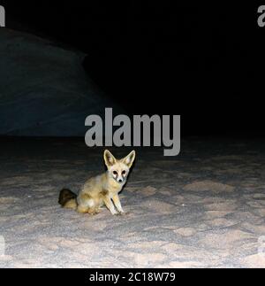 Portrait nocturne du renard du fennec dans le désert blanc, Farafra, Égypte Banque D'Images