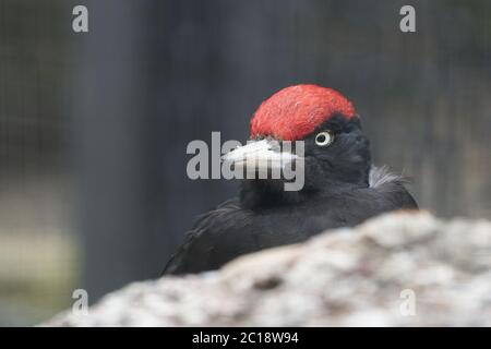 Pic noir Dryocopus martius Picidae Portrait Fermer Banque D'Images