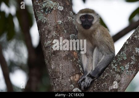 Singe vervet Chlorocebus pygerythrus Monkey du Vieux monde de la famille des Cercopithecidae Portrait d'Afrique Banque D'Images