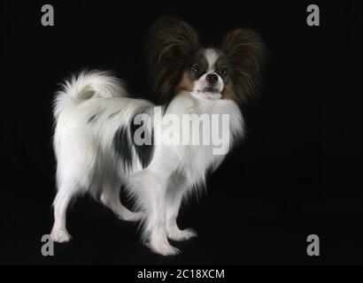 Beau jeune homme chien Toy Spaniel Continental Papillon sur fond noir Banque D'Images