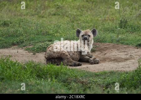 Hyena tachetée riant hyenas crocuta crocuta Safari Afrique Banque D'Images