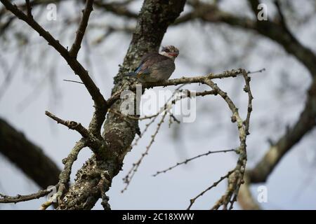 Arbre de halcyon chelicuti de kingfisher rayé Portrait mignon sur un arbre Banque D'Images