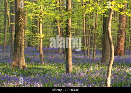 cloches fleuries dans la forêt ensoleillée Banque D'Images