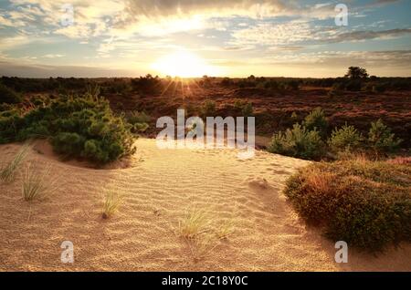 lever de soleil doré sur une dune de sable Banque D'Images