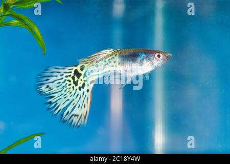 GuppY (Poecilia reticulata) dans un aquarium avec fond bleu Banque D'Images