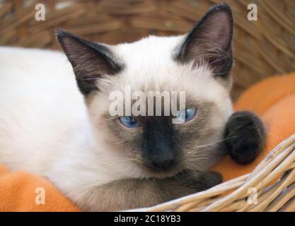 Jeune chat, chaton, groupe oriental Siam, Banque D'Images