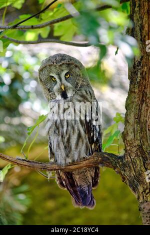 - Chouette lapone Strix nebulosa Banque D'Images