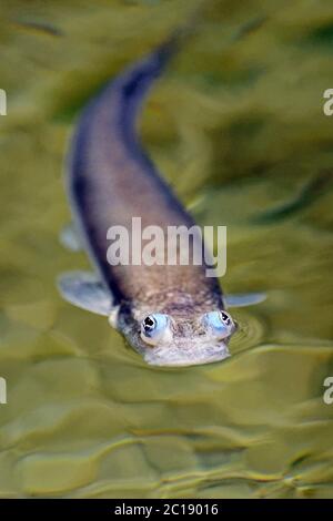 Poissons à quatre yeux à grande échelle - Anableps anableps Banque D'Images
