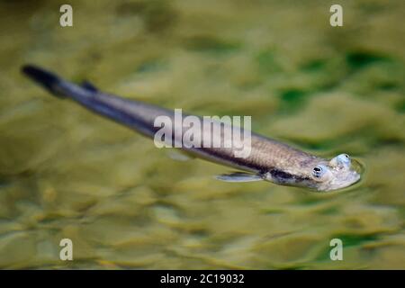 Poissons à quatre yeux à grande échelle - Anableps anableps Banque D'Images