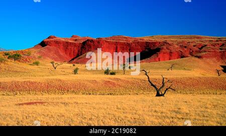 Dunes pétrifiées au coucher du soleil dans le désert de Namib Banque D'Images