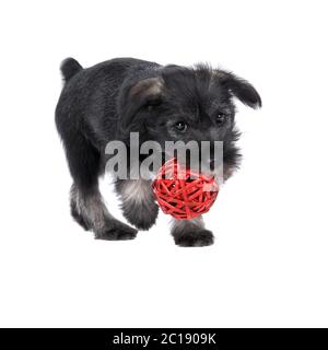 Mittelschnauzer chiot isolé sur fond blanc joue avec le ballon rouge. Banque D'Images