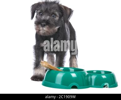 Chiot Mittelschnauzer isolé sur fond blanc chien près de bol avec de l'os Banque D'Images