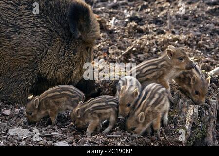 Sanglier, cochon, sanglier (sus scrofa), truie de chauves dans une forêt, Witten, Allemagne, Europe Banque D'Images