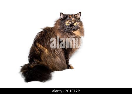 Chat doux aux cheveux noirs assis et qui a l'air malheureusement isolé sur fond blanc Banque D'Images