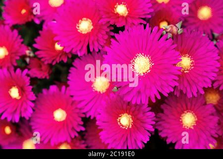 Fleurs de l'usine de glace rose (Delosperma cooperi) Banque D'Images