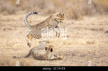 Deux jeunes Cheetah qui jouent dans une zone herbacée sèche à Ndutu Tanzanie Banque D'Images