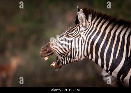 Un adulte de Burchell's Zebra en gros plan sur le visage riant montrant des dents à Kruger Park Afrique du Sud Banque D'Images