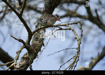 Arbre de halcyon chelicuti de kingfisher rayé Portrait mignon sur un arbre Banque D'Images