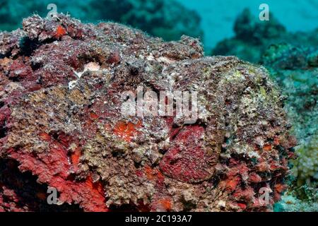 Stonefish - Synanceia verrucosa Banque D'Images