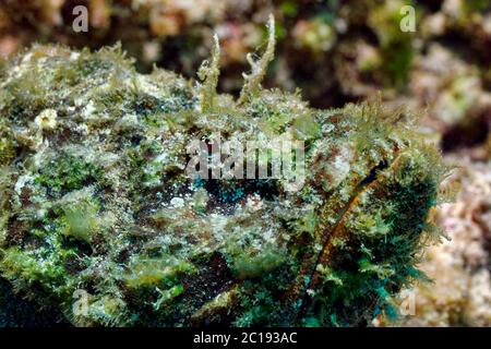 Faux corégone (scorpionfish du diable) - Scorpaenopsis diabolus Banque D'Images