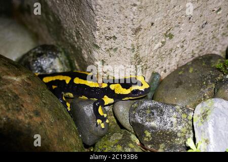 Salamandre au feu Salamandra salamandra Portrait nuit Amphibien Banque D'Images