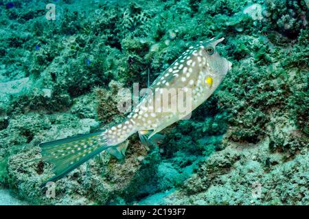 Longhorn Lactoria cornuta cowfish - Banque D'Images