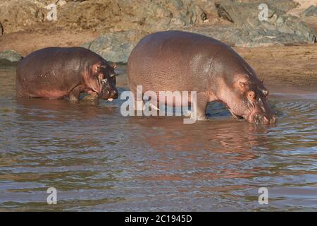 Hippopotamus amphibie Afrique Safari Portrait eau mère bébé Banque D'Images