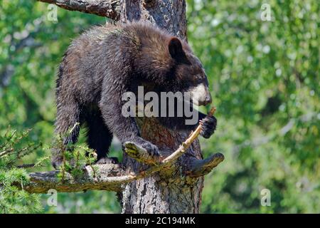 Ours noir - Ursus americanus Banque D'Images