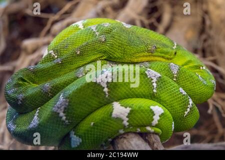 Arbre vert serpent python Banque D'Images