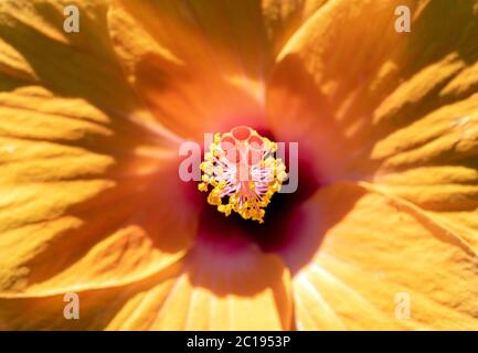 Une fleur d'orange Hibiscus rosa-sinensis, gros plan. Un pistil d'Hibiscus rosa sinensis, vue macro. Banque D'Images