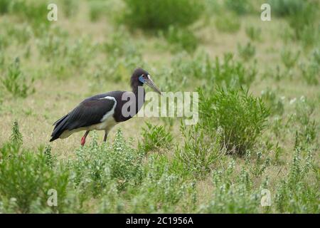 Abdims stork Ciconia abdimii famille des Ciconiidae Tanzanie Banque D'Images