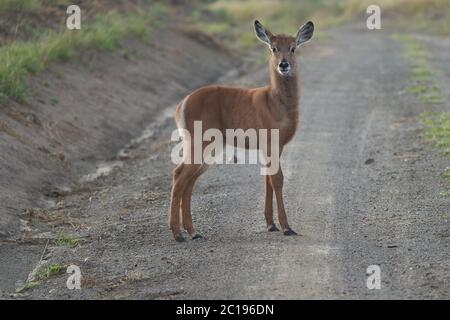 waterbuck Kobus ellipsiprymnus antilope immature Kenya Afrique Banque D'Images