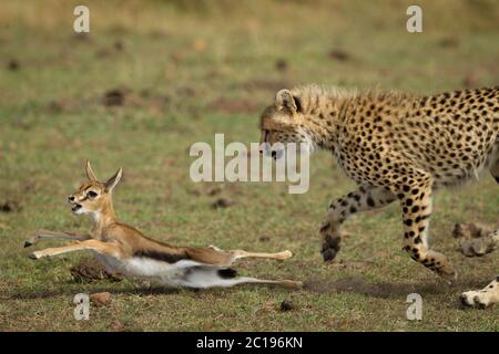 Une guépard adulte qui trébuche une gazelle avec sa patte à Masai Mara Kenya Banque D'Images