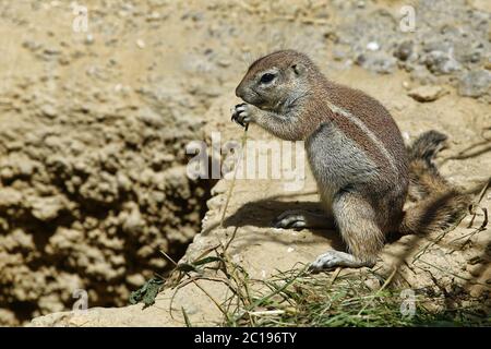 Écureuil du Cap - Xerus inauris Banque D'Images