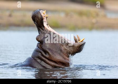 Portrait d'un hippopotame avec sa bouche ouverte à la rivière Chobe, Botswana Banque D'Images